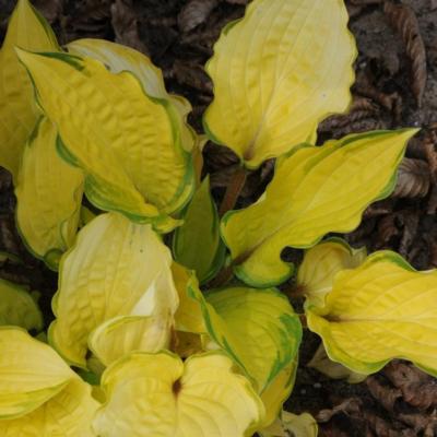 Hosta 'Paradise Island'